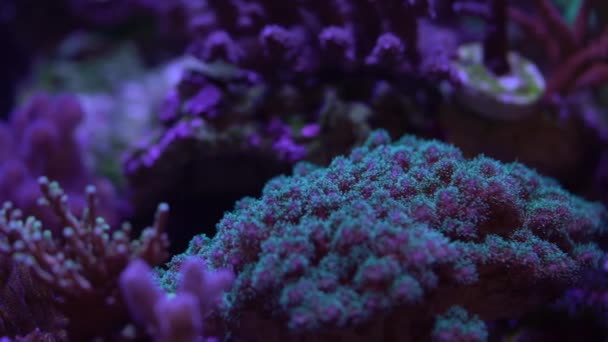 Pocillopora Koralle Auf Einem Riff — Stockvideo