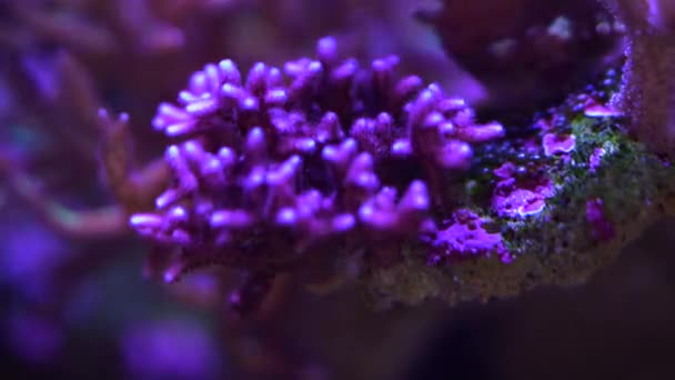 Pocillopora Korálů Útesu — Stock video