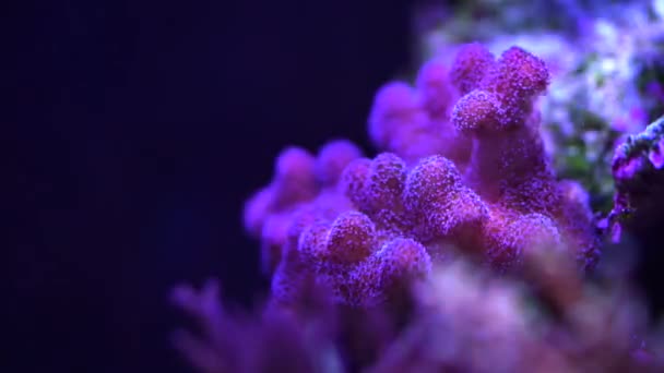 Pocillopora Korall Egy Zátony — Stock videók