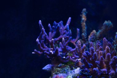 Doğal görünümünü Acropora sert mercan akvaryum 