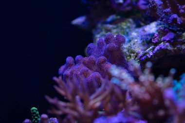 Doğal görünümünü pocillopora mercan akvaryum koyu suda