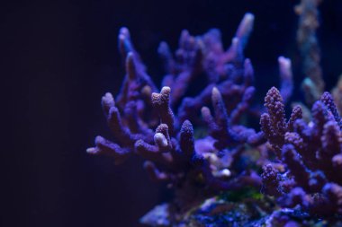 Montipora mercan akvaryum koyu suda doğal görünümünü