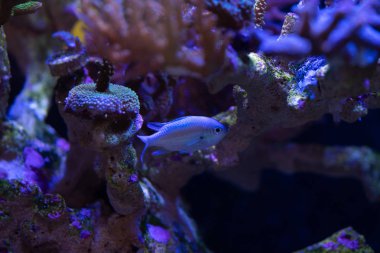 Küçük tropik mavi yeşil krom balık akvaryum görünümü Kapat 