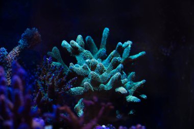 Radyoaktif kuş görünümü Kapat iç içe mercan akvaryum 