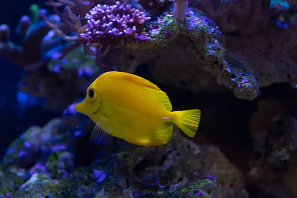 Vista Panorámica Los Peces Espiga Tropicales Arrecife Coral — Foto de Stock