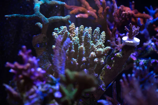 Scenic View Acropora Hard Coral Aquarium — Stock Photo, Image