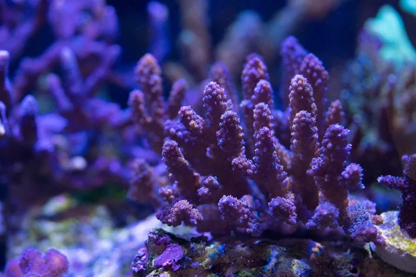 Scenic View Acropora Hard Coral Aquarium — Stock Photo, Image