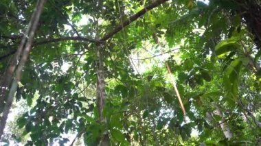 Malezya tropikal yağmur ormanları ile seyir.