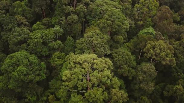 Malezya Tropik Yağmur Ormanı Üstten Görünüm — Stok video