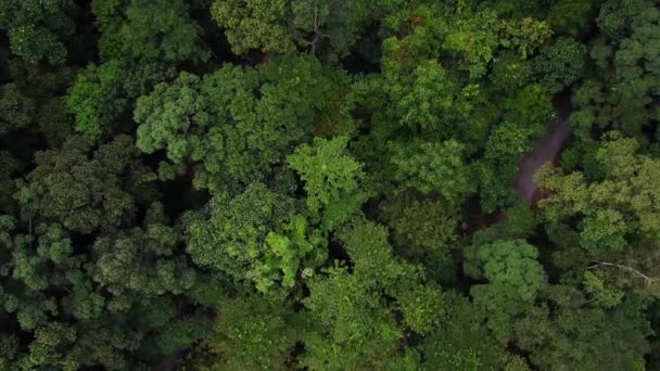 Vue Dessus Forêt Tropicale Humide Malaisie — Video