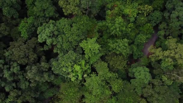 Bovenaanzicht Van Tropisch Regenwoud Maleisië — Stockvideo