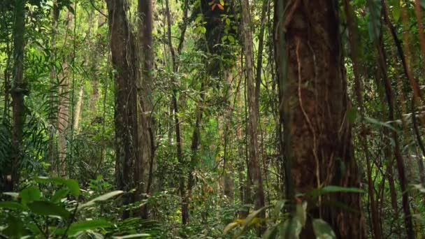 Tropický Deštný Prales Malajsii — Stock video