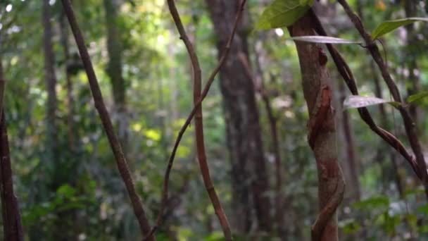 Selva Tropical Malasia — Vídeos de Stock