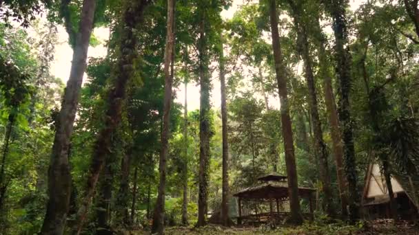 Selva Tropical Malasia — Vídeo de stock
