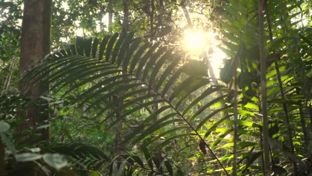 Blick Durch Tropischen Regenwald Malaysia — Stockvideo