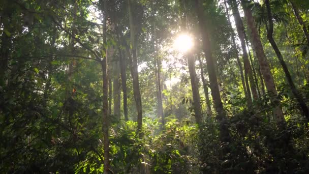 Travers Forêt Tropicale Humide Malaisie — Video