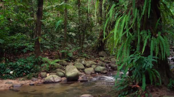 Tropiskt Vattenfall Malaysia — Stockvideo