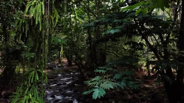 Tropical Rainforest Malaysia — Stock Video