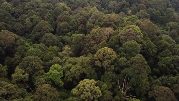 Vista Aérea Floresta Tropical Cima — Vídeo de Stock