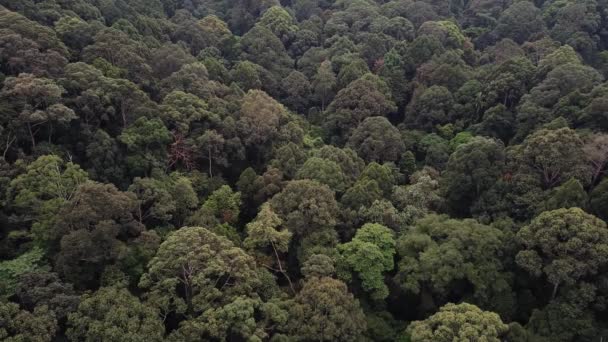 Vista Aérea Floresta Tropical Cima — Vídeo de Stock