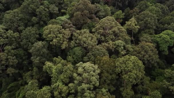 Vista Aérea Selva Tropical Desde Arriba — Vídeos de Stock