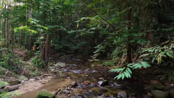 Tropischer Wasserfall Malaysia — Stockvideo