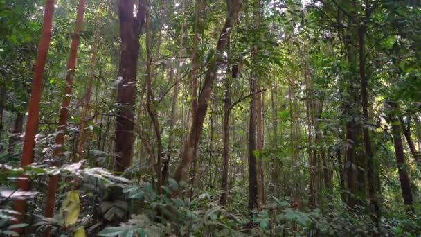 Tropical Waterfall Malaysia — Stock Video