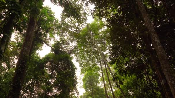 热带雨林在早晨 — 图库视频影像