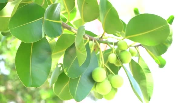 Yeşil Meyveler Ağaç Dalına Asılı — Stok video