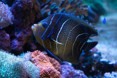 Tropik resif üzerinde İmparator Angelfish