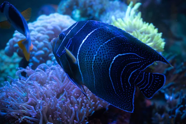 Emperador Angelfish Arrecife Tropical — Foto de Stock