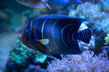 Tropik resif üzerinde İmparator Angelfish