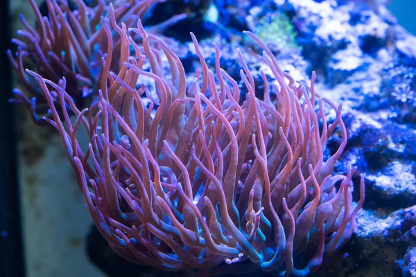 Rainbow Bubble Tip Anemone — Stock Photo, Image