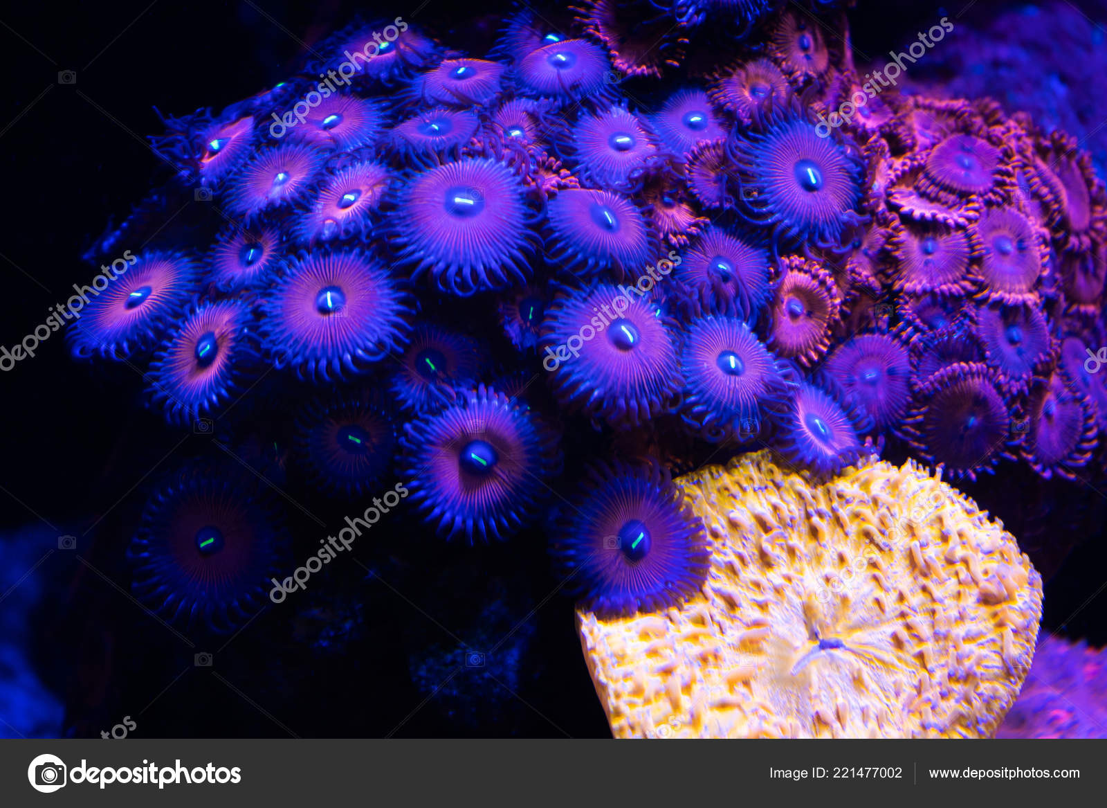 Polyps Corals Reef Zoas Zoanthid Aquarium Poster For Nepal, 47 OFF