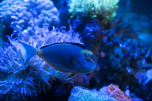 Rubia Naso Tang Peces Nadando — Foto de Stock