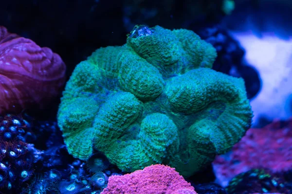Brain Coral Reef Close — Stock Photo, Image