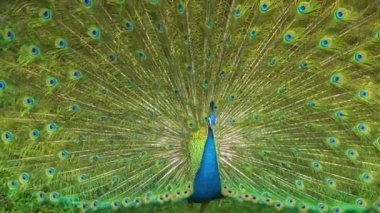 Doğada yayılmış kanatlı peacock