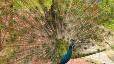 Doğada yayılmış kanatlı peacock