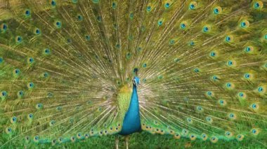 Doğada yayılmış kanatlı peacock