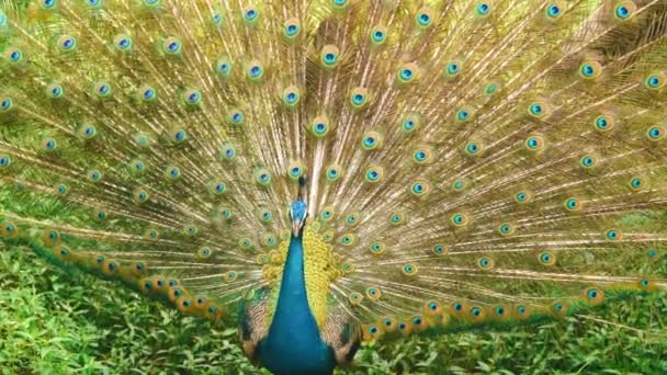 Peacock Spread Wings Nature — Stock Video
