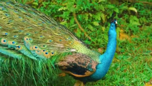 Doğada Yayılmış Kanatlı Peacock — Stok video
