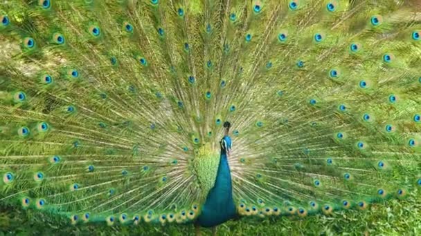 Peacock Met Verspreiding Vleugels Natuur — Stockvideo