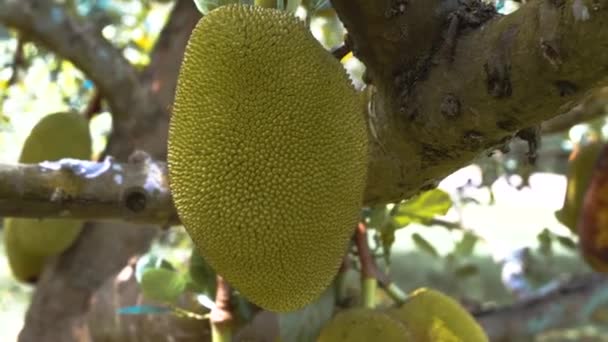 Szczegół Materiału Jackfruits Wiszące Drzewie Lesie Tropikalnym — Wideo stockowe