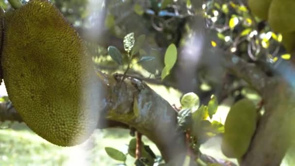 Primer Plano Imágenes Jackfruits Colgando Árbol Bosque Tropical — Vídeos de Stock