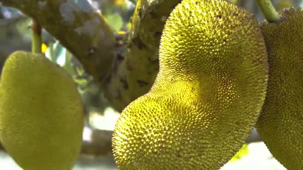 Riprese Ravvicinate Jackfruit Appesi Albero Nella Foresta Tropicale — Video Stock