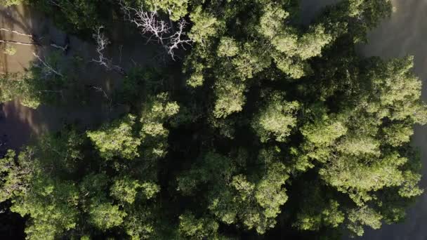 Légi Nézetet Mangrove Erdő Malajzia — Stock videók