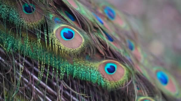 Przycięte Strzał Piękna Pawi Ogon Kolorowych Piór — Wideo stockowe