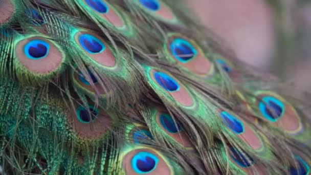 Beskuren Bild Vacker Påfågel Svans Med Färgglada Fjädrar — Stockvideo