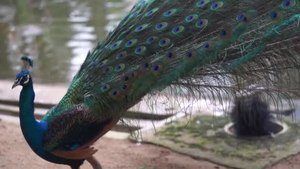 Close Shot Beautiful Peacock Bird Natural Habitat — Stock Video