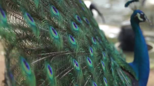 Close Shot Beautiful Peacock Bird Natural Habitat — Stock Video
